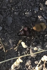 Dasymutilla snoworum