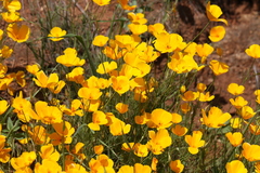 Eschscholzia caespitosa