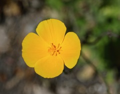 Eschscholzia caespitosa