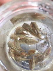 Triops longicaudatus