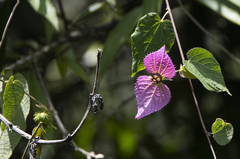 Dalechampia aristolochiifolia