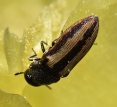 Acmaeodera quadrivittatoides