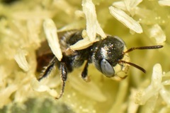 Macrotera