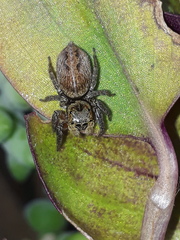 Hasarius adansoni
