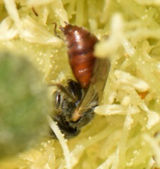 Macrotera