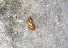 Anthrenocerus australis