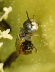 Macrotera