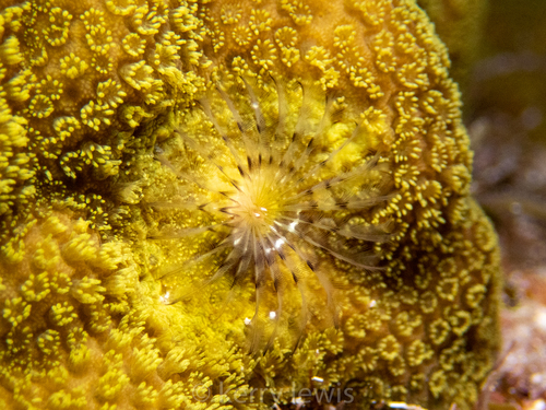 Mustard Hill Coral, photo 4 of 10