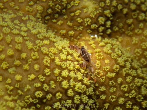 Mustard Hill Coral, photo 3 of 10