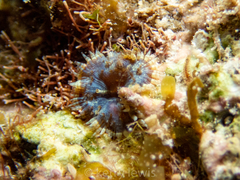 Bellactis caeruleus