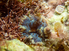 Bellactis caeruleus