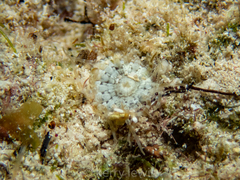 Actinostella flosculifera image