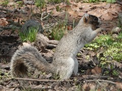 Sciurus niger niger