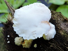 Cymatoderma