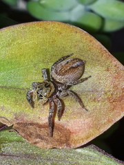 Hasarius adansoni