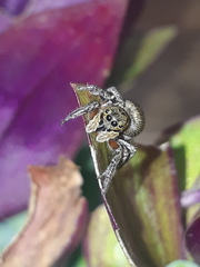 Hasarius adansoni