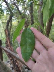Cleistanthus sumatranus