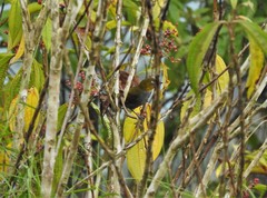 Chlorospingus flavigularis flavigularis