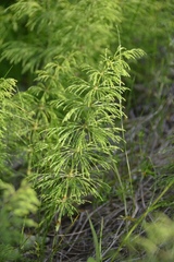 Equisetum sylvaticum image