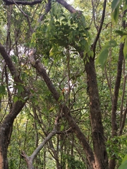 Cleistanthus sumatranus