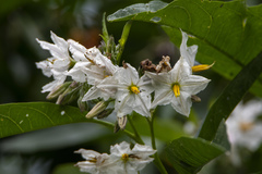 Solanum saponaceum
