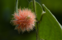 Gurania eriantha
