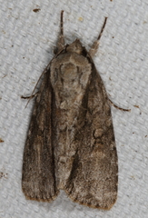 Acronicta connecta