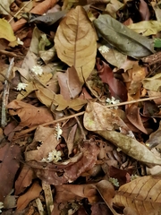 Manilkara staminodella