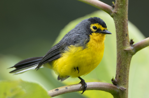 Spectacled Whitestart (Myioborus melanocephalus), photo 5