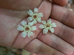 Manilkara staminodella