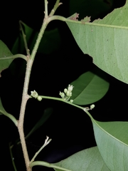 Chrysophyllum argenteum