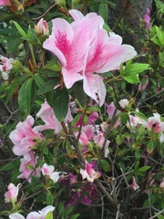 Rhododendron × pulchrum