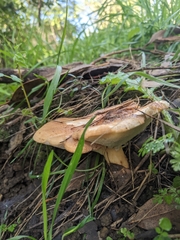 Polyporus mcmurphyi