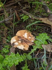 Polyporus mcmurphyi