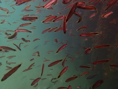 Trachinops caudimaculatus