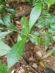 Psychotria marginata