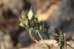 Henrya insularis