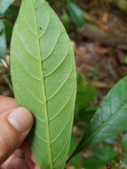 Psychotria marginata
