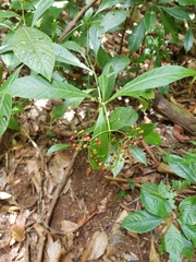 Psychotria marginata
