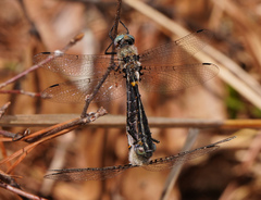 Helocordulia selysii