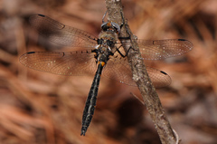 Helocordulia selysii