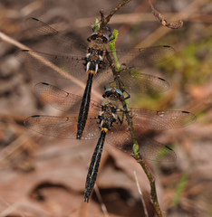Helocordulia selysii