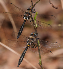 Helocordulia selysii