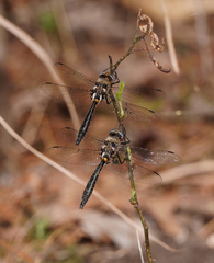 Helocordulia selysii