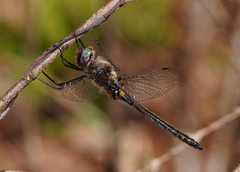 Helocordulia selysii