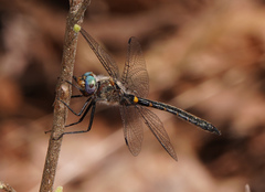 Helocordulia selysii