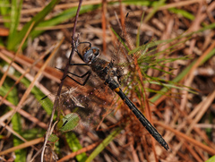 Helocordulia selysii