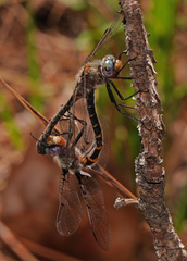 Helocordulia selysii