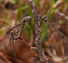 Helocordulia selysii