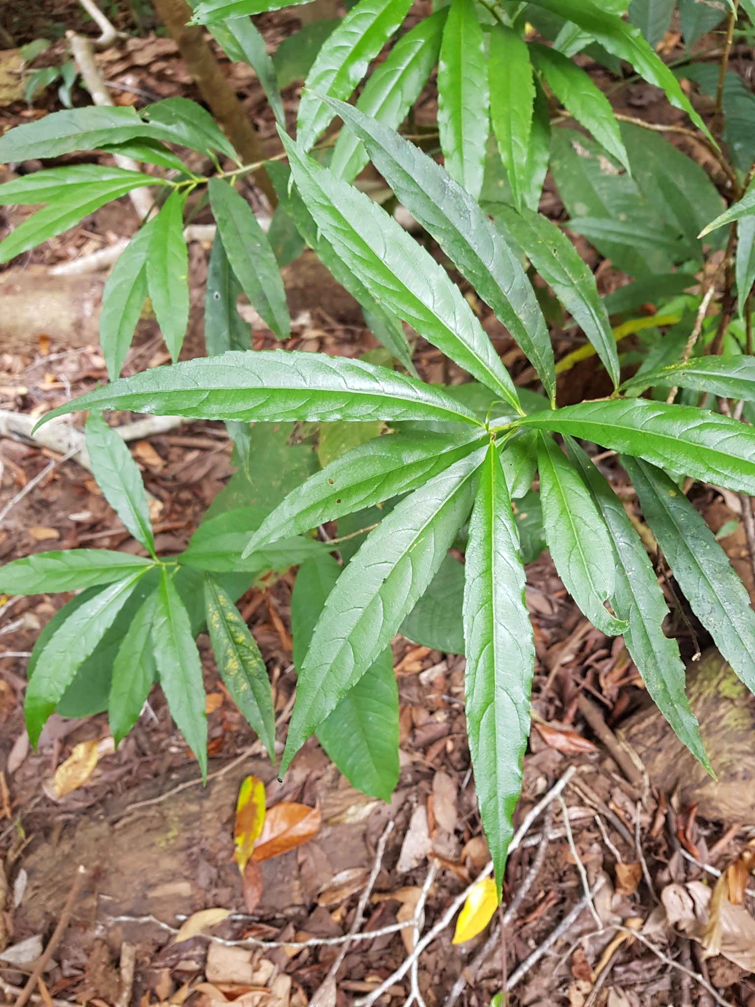 Imagem de Flor-de-maio